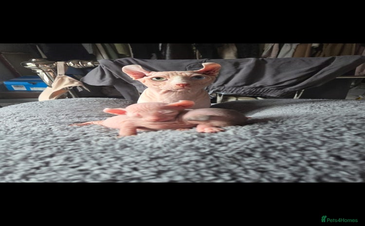 Sphynx cats - Advert 1