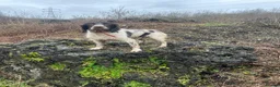 English Springer Spaniel dogs for sale: English Springer spaniel puppy's for sale  - Advert 3