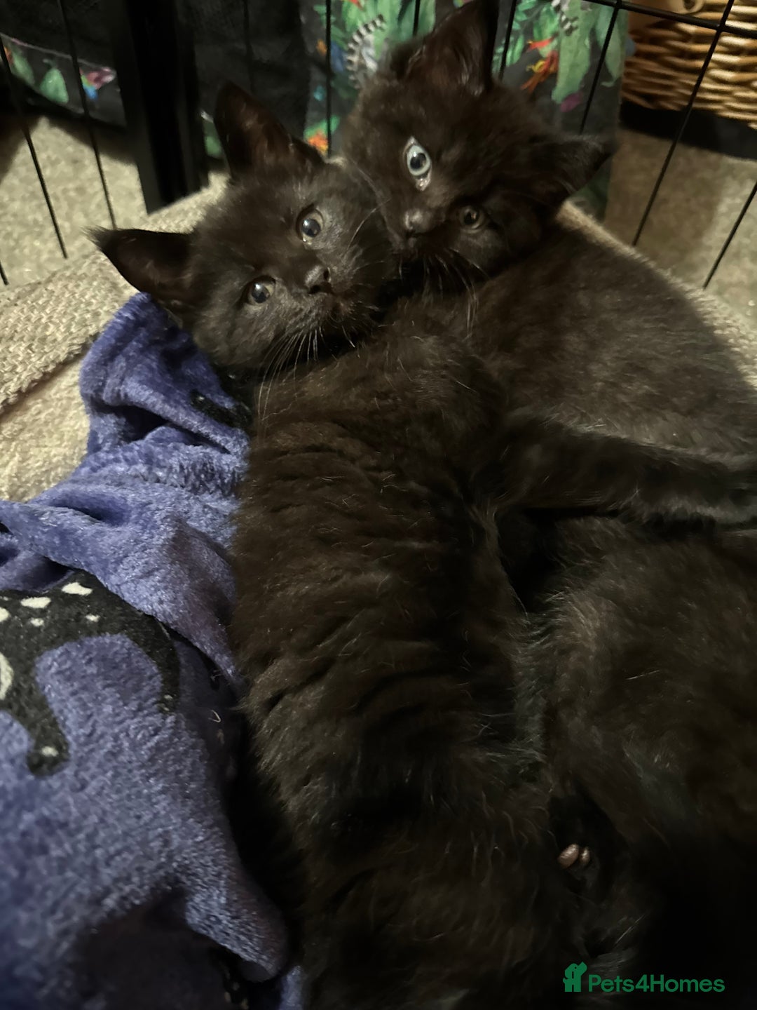 Mixed Breed cats for sale: British short hair cross Maine coon  - Advert 1