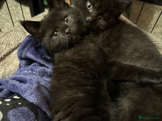 Mixed Breed cats British short hair cross Maine coon - Advert 1