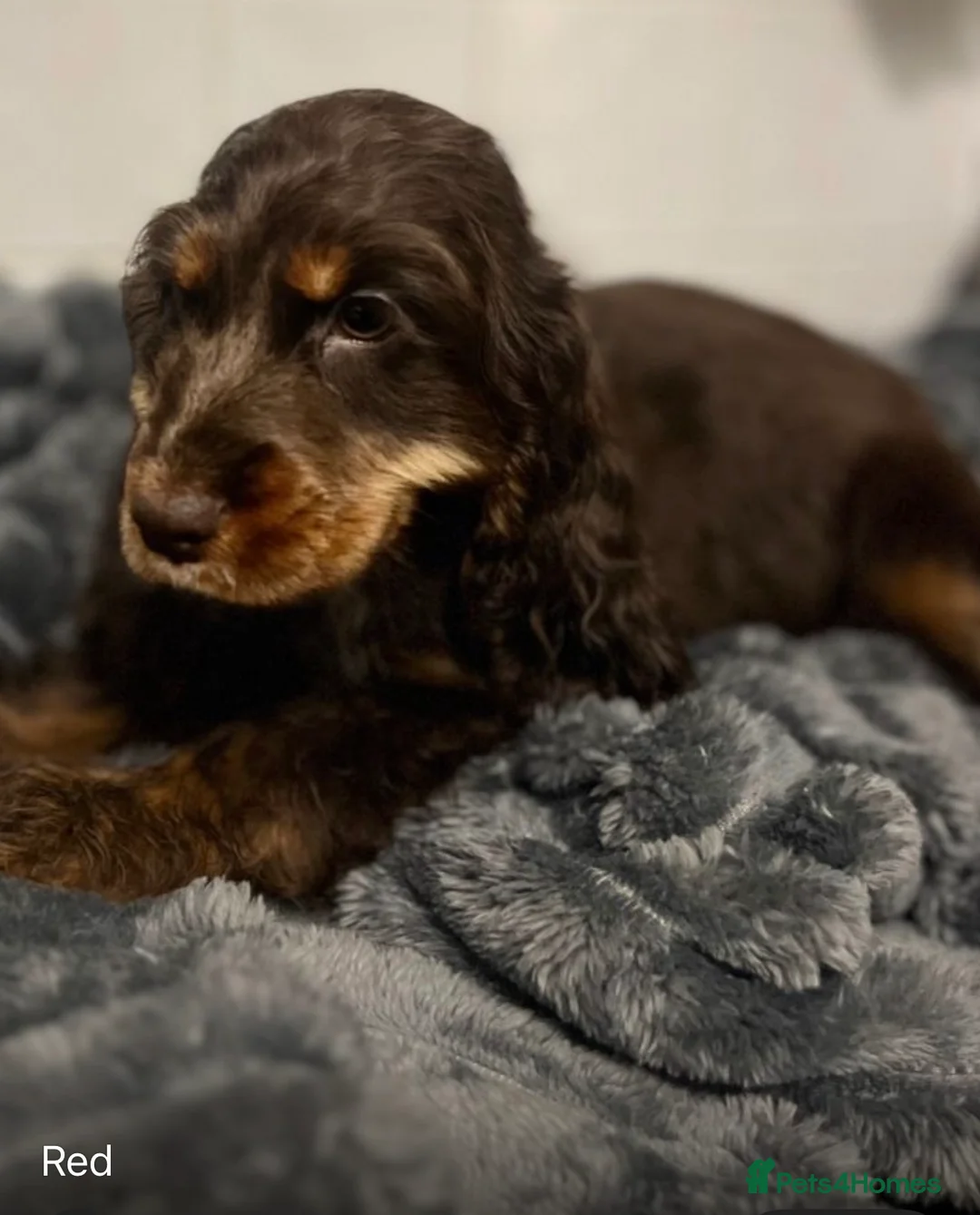 Cocker Spaniel dogs for sale: Chucky KC Cocker Spaniel Pup’s Ready Now - Advert 14