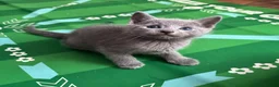 Russian Blue cats for sale: Top pedigree Instagram star Russian blue kittens - Advert 12