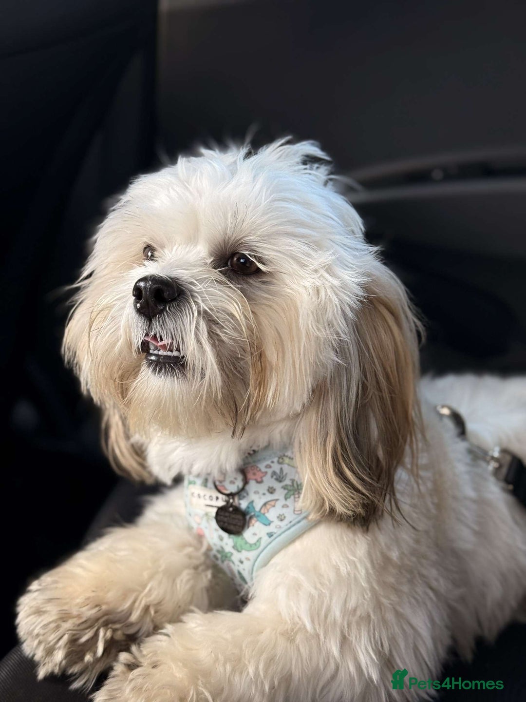 Lhasa Apso dogs for stud: KC Registered Lhasa Apso Stud - Advert 7