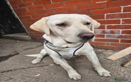 Labrador Retriever dogs for sale: Healthy lovely boy - Image 1