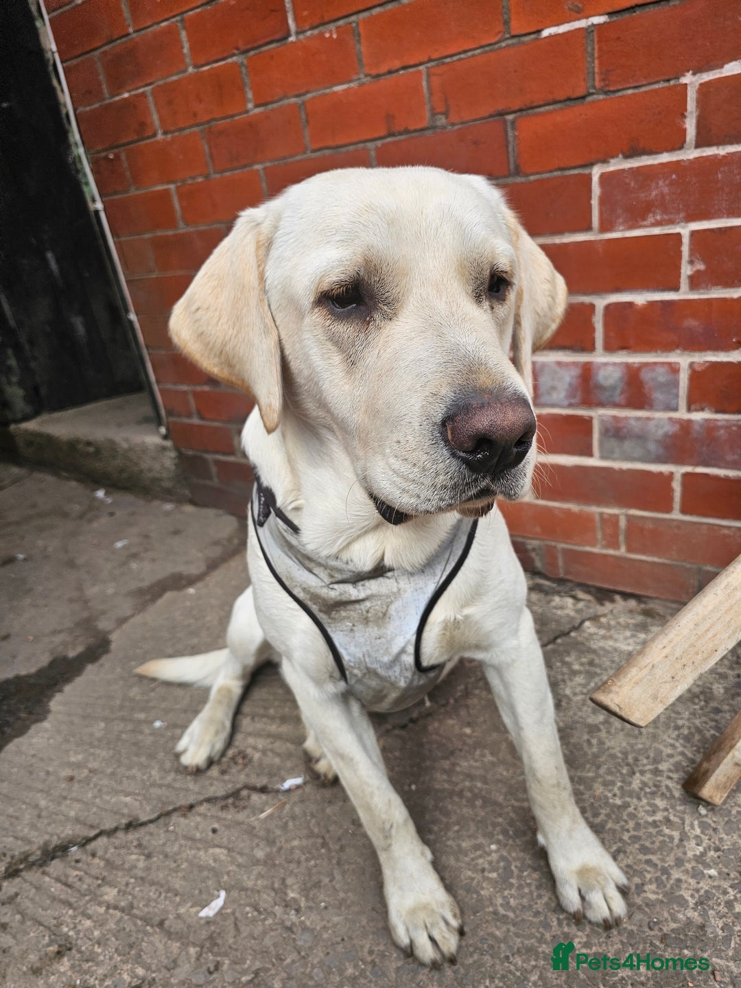 Labrador Retriever dogs for sale: Healthy lovely boy - Image 1