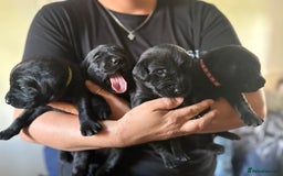 Labrador Retriever dogs for sale: Labrador  - Image 3