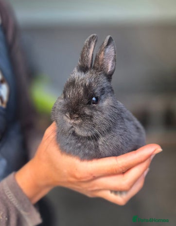 Netherland Dwarf rabbits - Advert 9