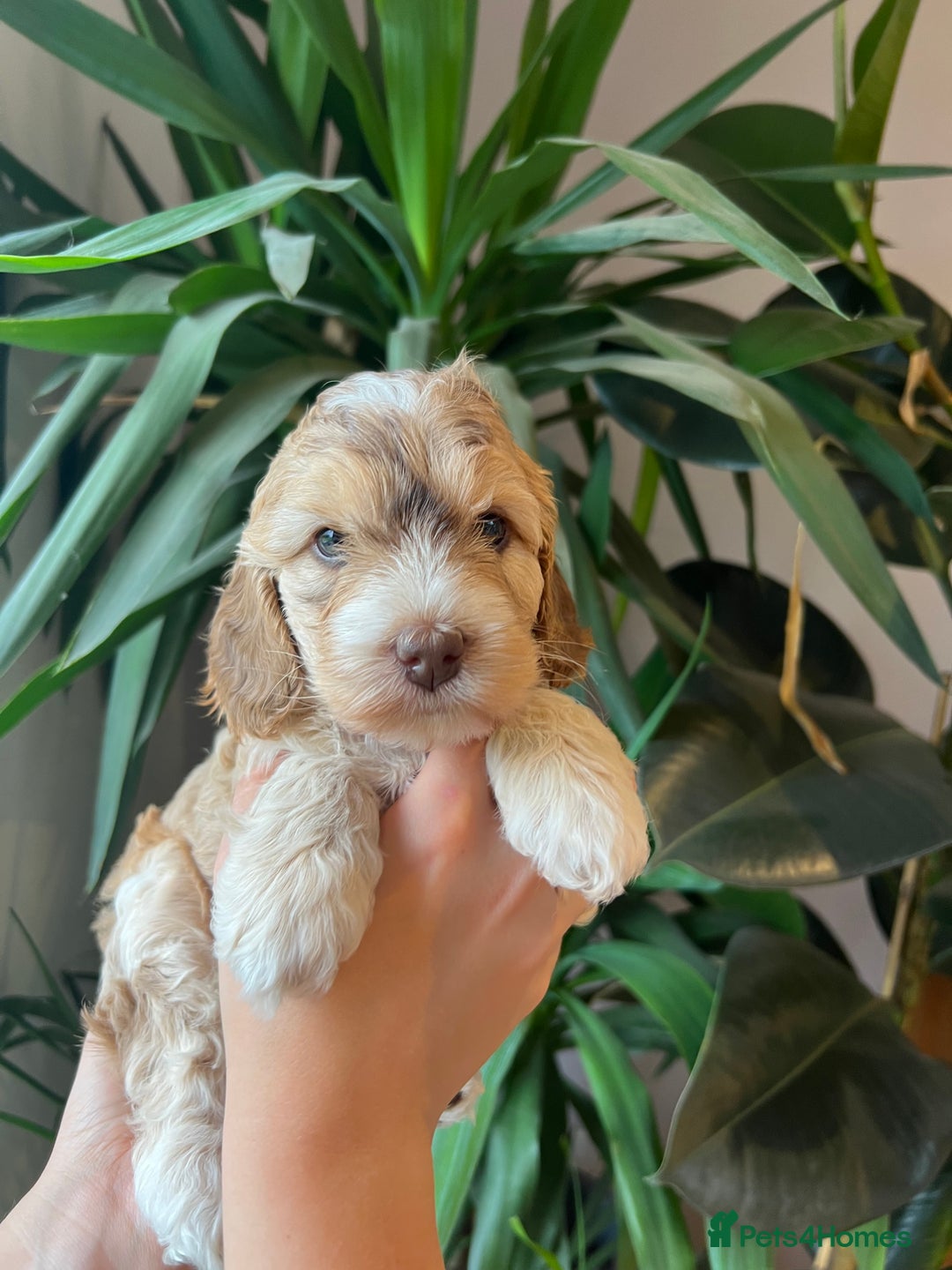 Gallery Image {{count}}