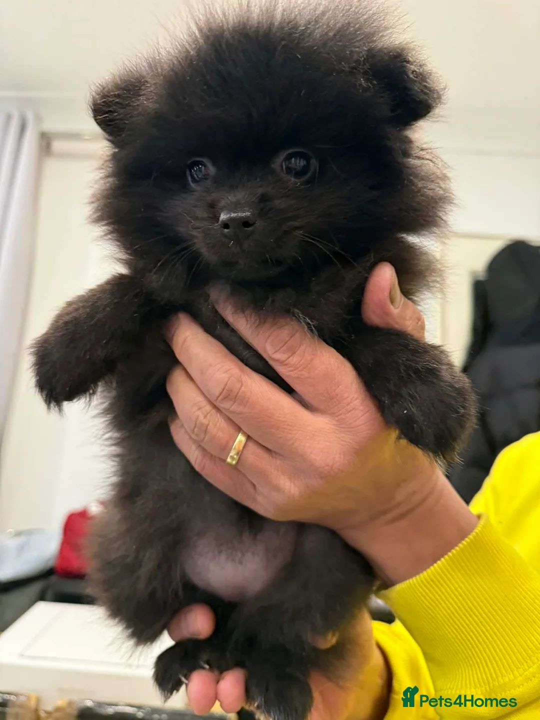 Pomeranian dogs for sale: Adorable Black Pomeranian Puppies  in Morecambe - Advert 5
