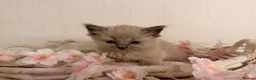Ragdoll cats for sale: 10 Stunning Ragdoll Kittens available 🐾 in Henfield - Advert 17