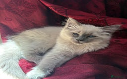Ragdoll cats for sale: Male ragdoll kitten for sale-500 - Image 4
