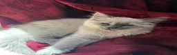 Ragdoll cats for sale: Ragdoll ready to leave now with items -400 - Advert 4