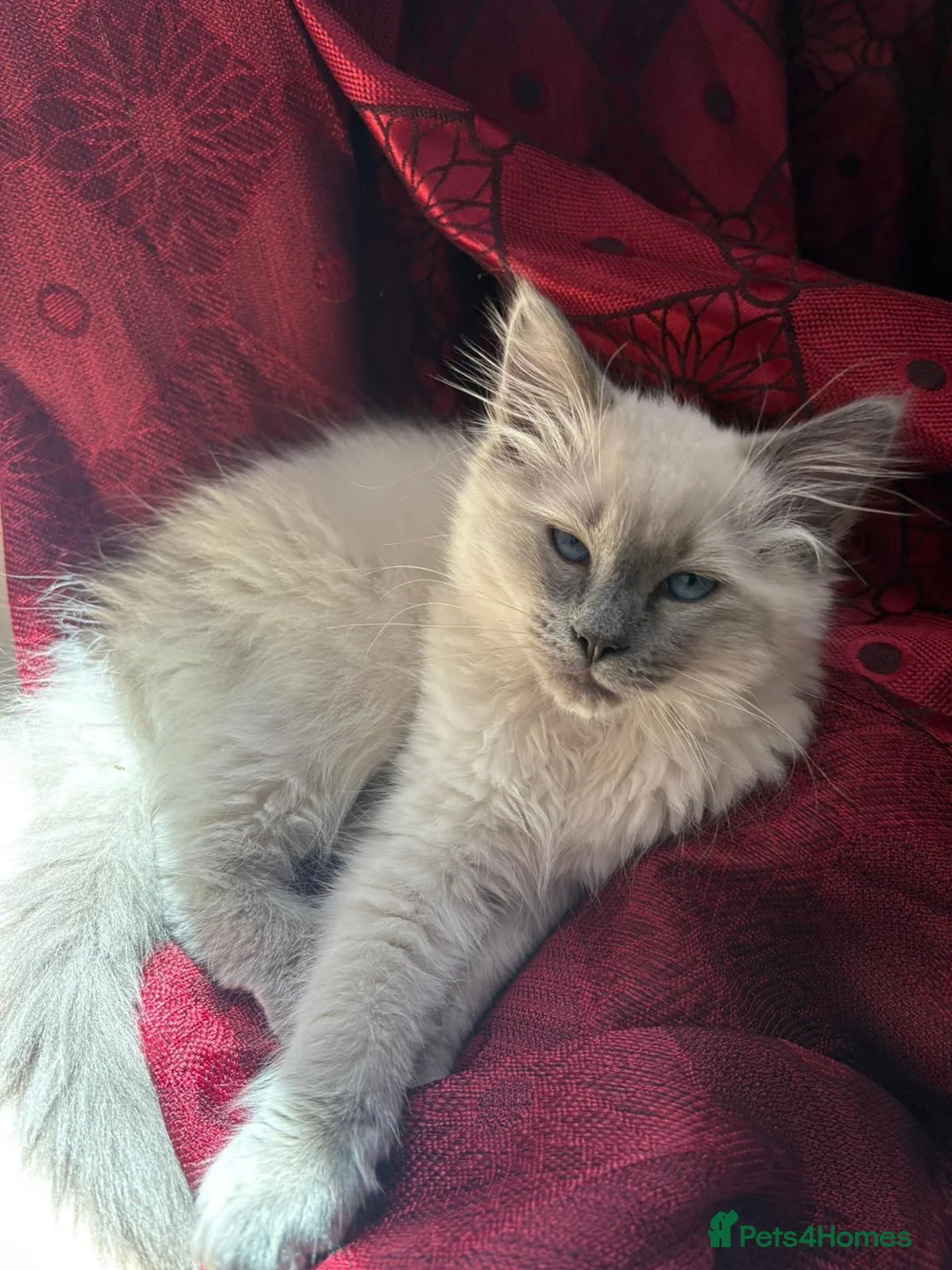 Ragdoll cats for sale: Ragdoll ready to leave now with items -400 - Advert 4
