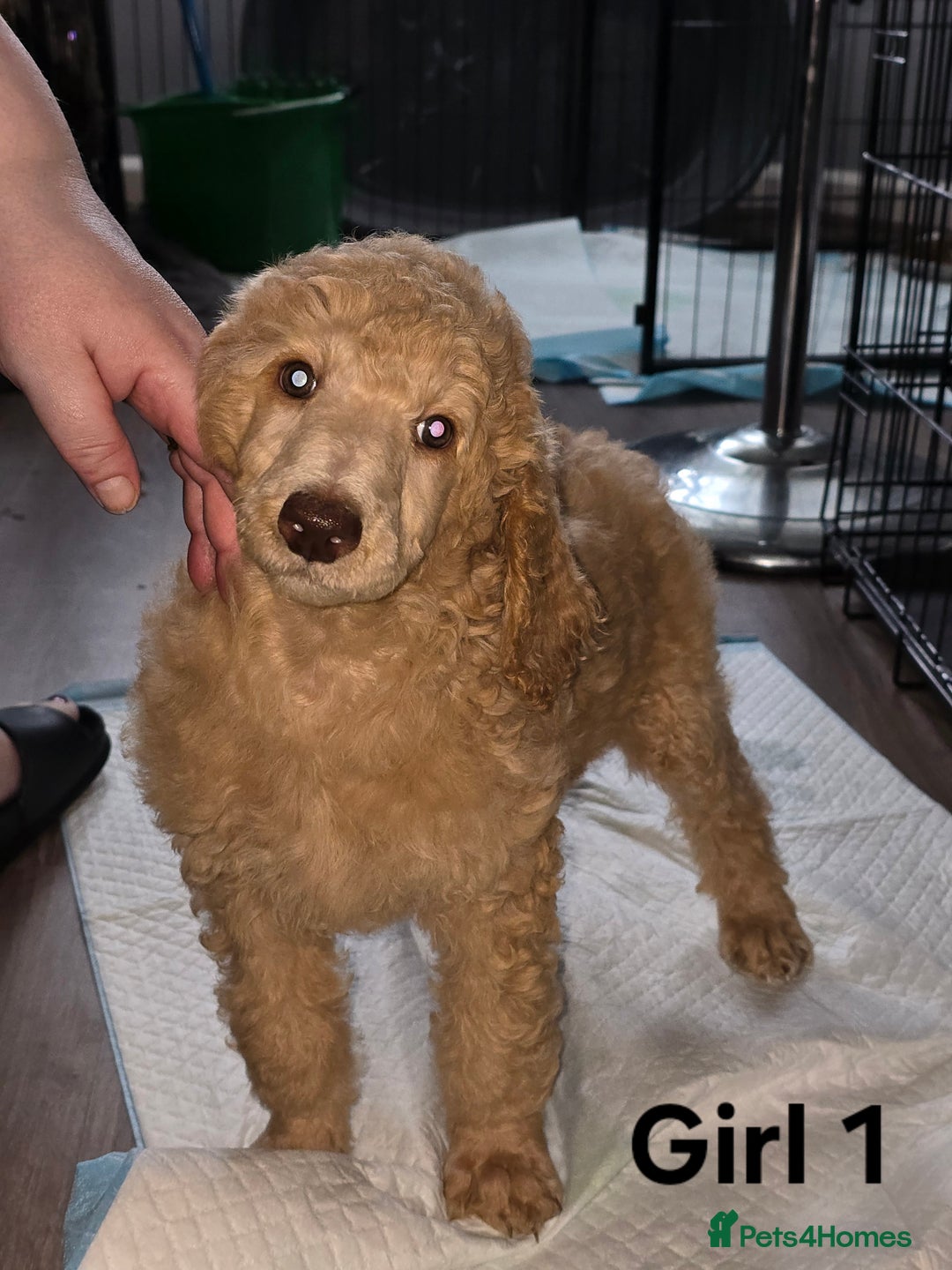 Standard Poodle dogs for sale: Standard Poodle Puppies READY TO LEAVE NOW  - Image 13