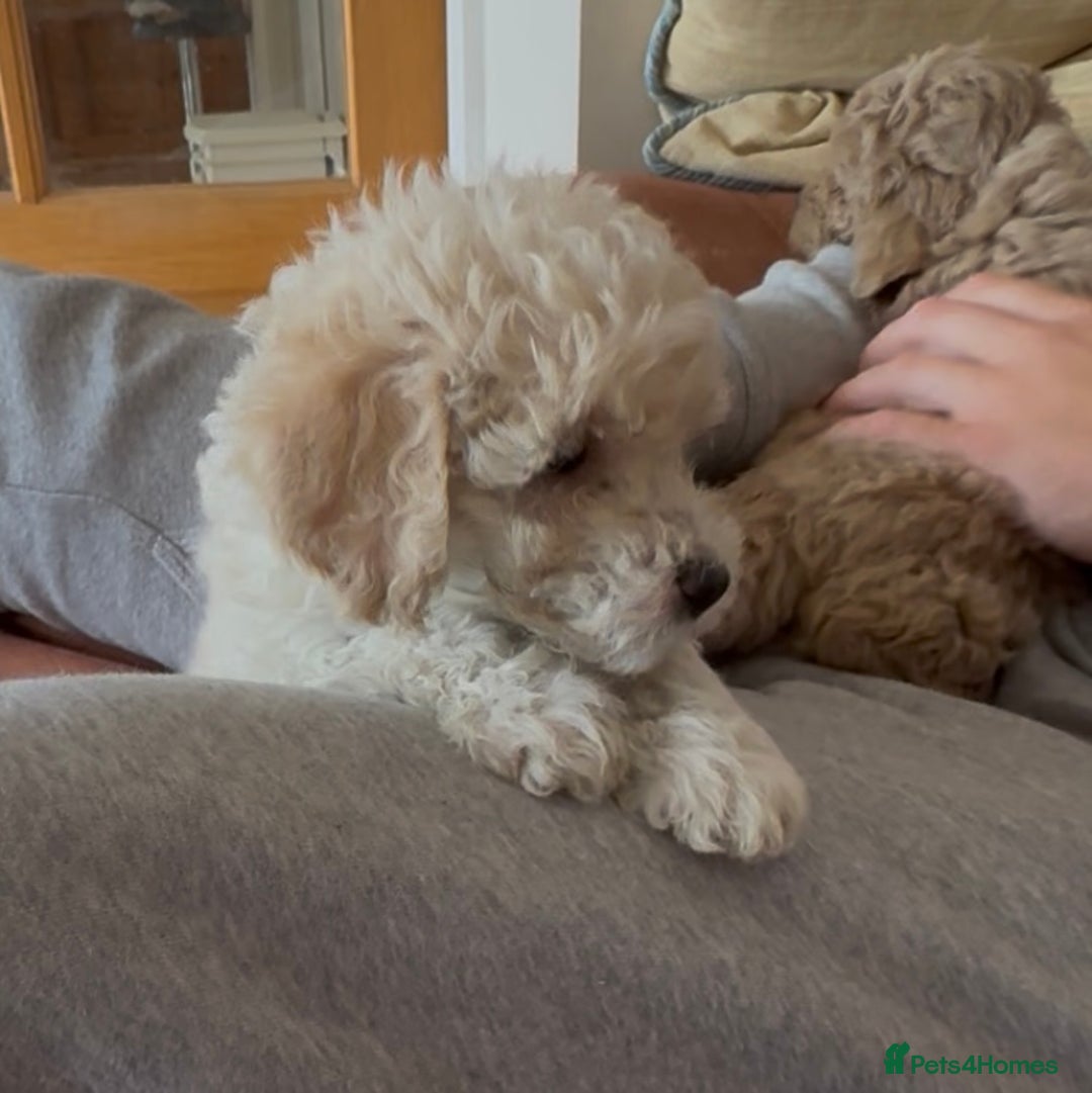 Poochon dogs for sale: Tiny farm bred teddy bear bundles of fun !  - Image 5