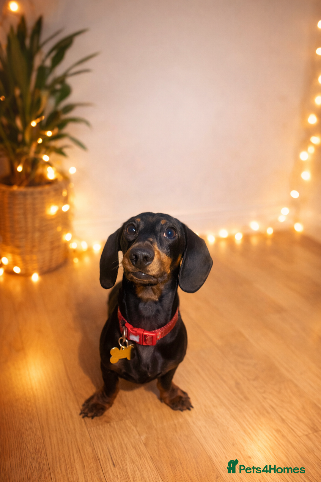 Miniature Dachshund dogs for stud: Healthy Black & Tan Miniature Dachshund for Stud - Advert 2