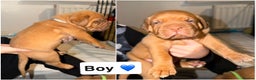 Dogue De Bordeaux dogs for sale: KC Dogue De Bordeaux  - Advert 5
