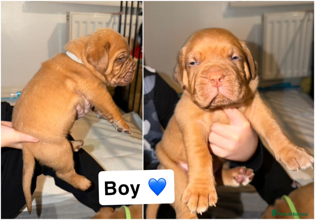 Dogue De Bordeaux dogs for sale: KC Dogue De Bordeaux  - Advert 5