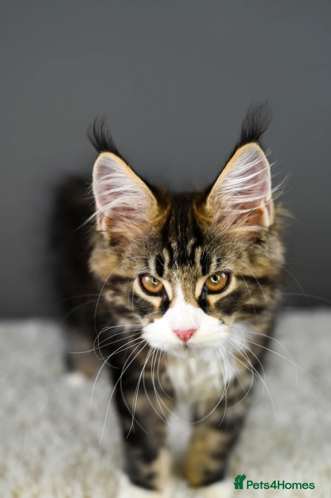 Maine Coon cats for sale: 🧬 STUNNING KITTENS - TICA REGISTERED 🎖️ - Advert 7