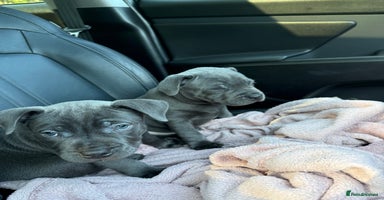 Staffordshire Bull Terrier dogs - Advert 2