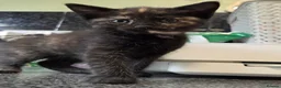 Mixed Breed cats for sale: 2 stunning kittens still available  - Advert 17