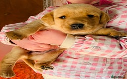 Labrador Retriever dogs for sale: Gorgeous KC Labrador puppies  - Image 5