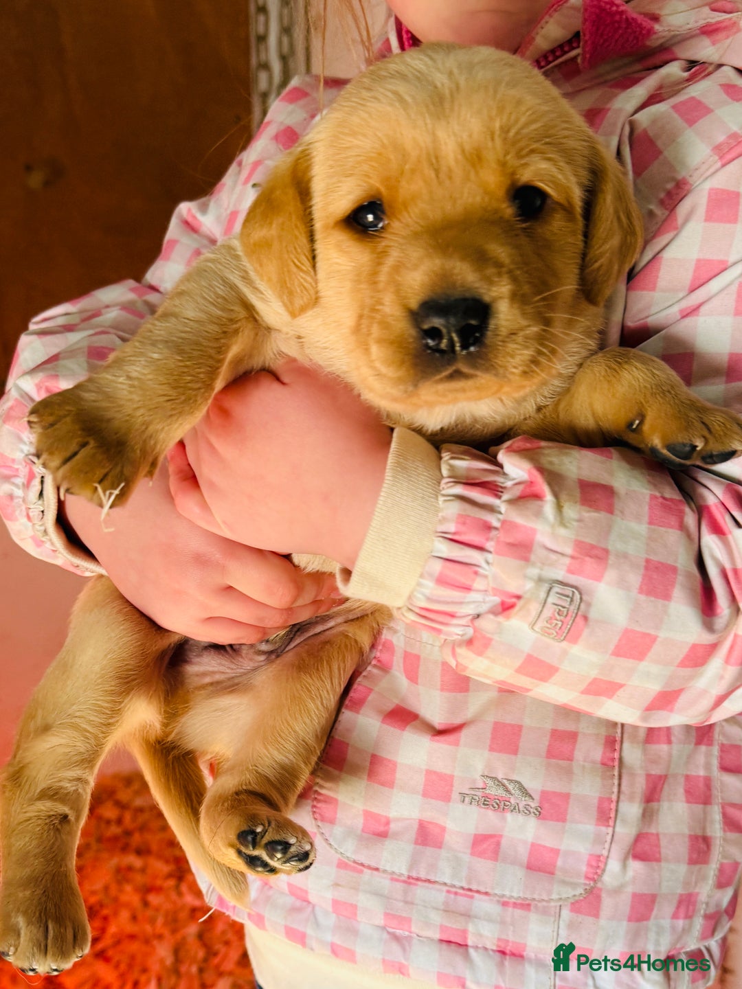 Labrador Retriever dogs for sale: Gorgeous KC Labrador puppies  - Image 5