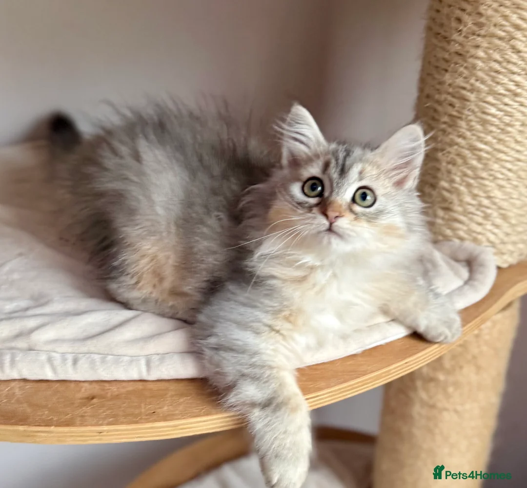 Siberian cats for sale: Fluffy Siberian Kittens Ready for loving homes🥰 - Advert 1