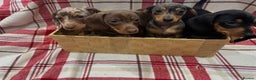 Miniature Dachshund dogs for sale:  Four Stunning Miniature Dachshund Puppies - Advert 6