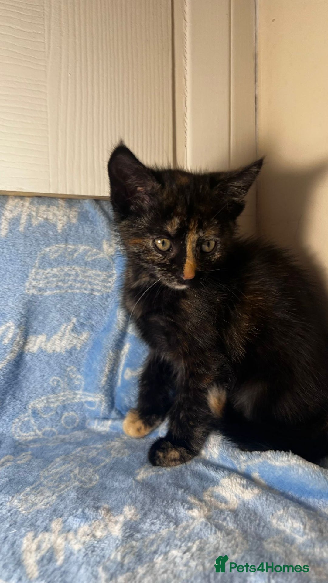 Mixed Breed cats for sale: 3 Lovely Kittens - Image 7