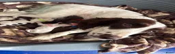 Sprocker dogs for sale: Working sprocker spaniel puppies  in Newport - Advert 1
