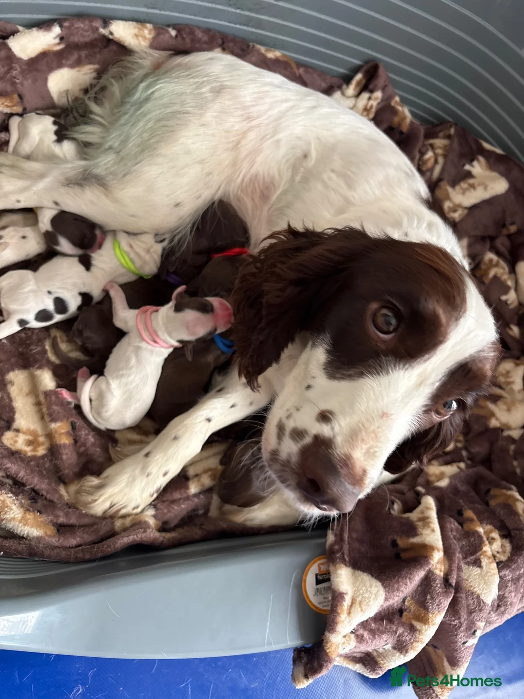 Sprocker dogs for sale: Working sprocker spaniel puppies  in Newport - Advert 1