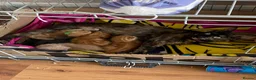 Mixed Breed cats for sale: 3 purrfect ginger girls looking 4 their forever  - Advert 16
