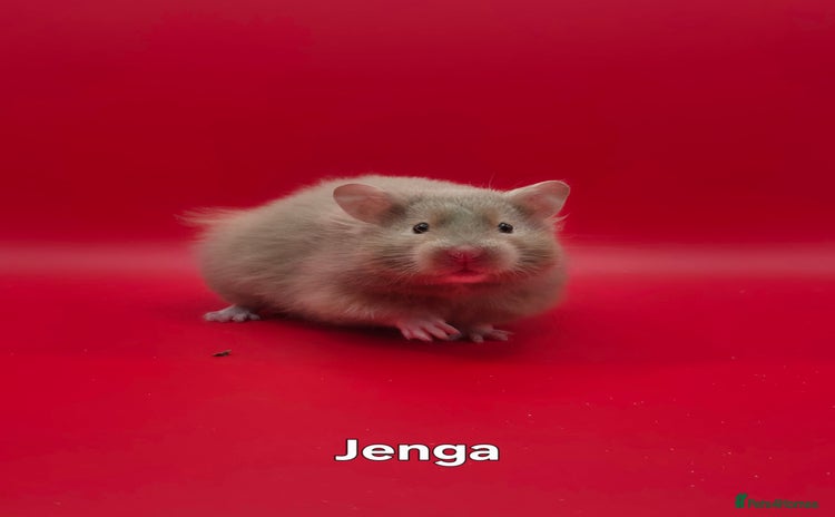Hamster rodents in Torquay - Advert 1