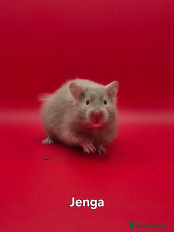 Hamster rodents in Torquay - Advert 10