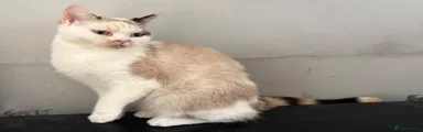 British Shorthair 1