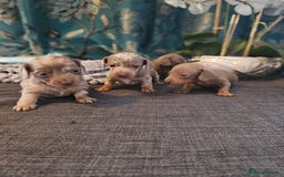 Dachshund dogs for sale: Dachshund  - Image 17