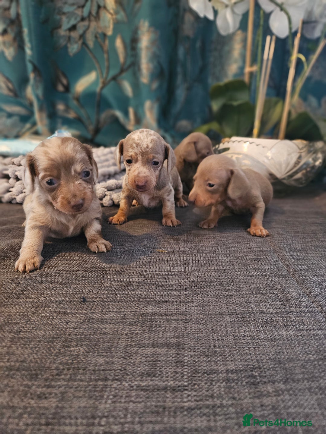 Dachshund dogs for sale: Dachshund  - Image 17