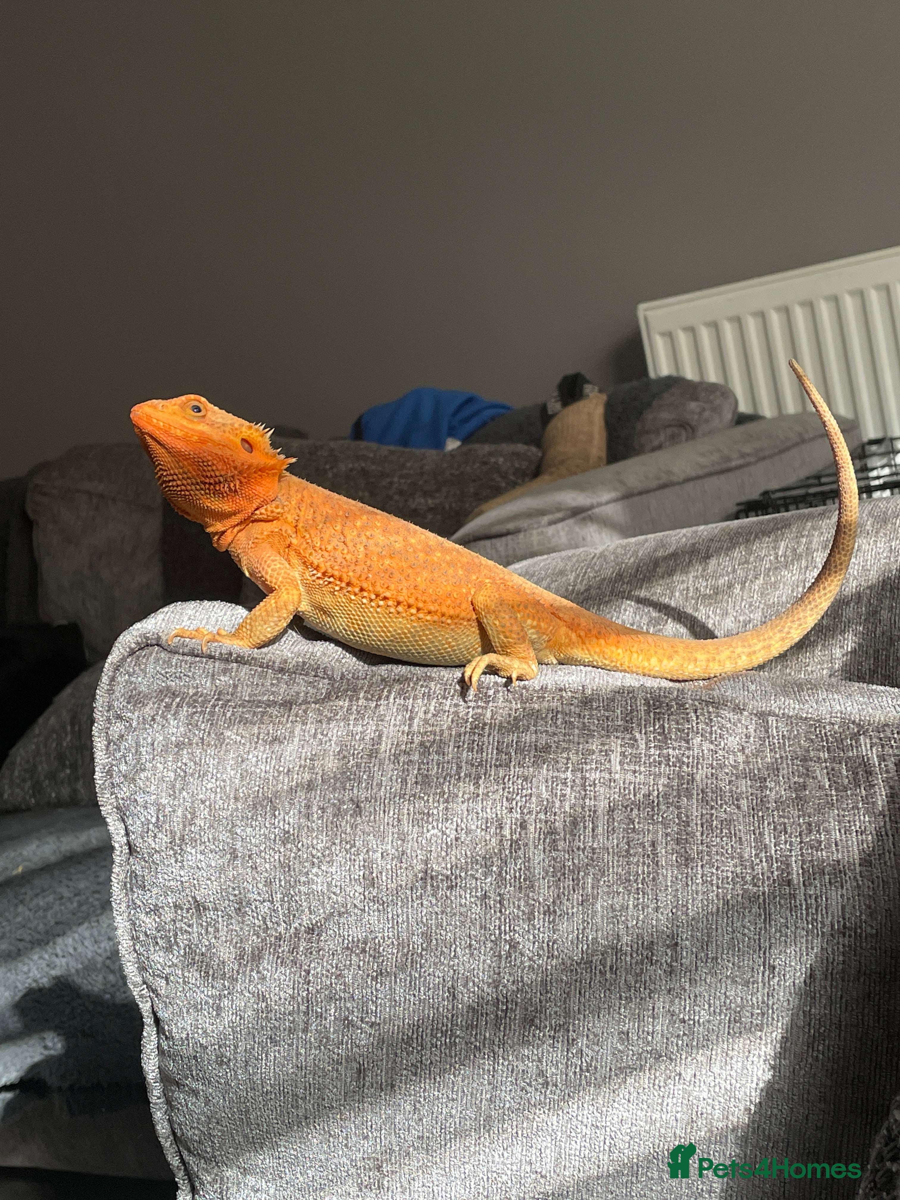 Bearded Dragon reptiles Bearded dragon for sale  - Advert 4