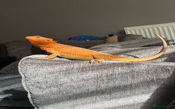 Bearded Dragon reptiles for sale: Bearded dragons for sale  - Image 5