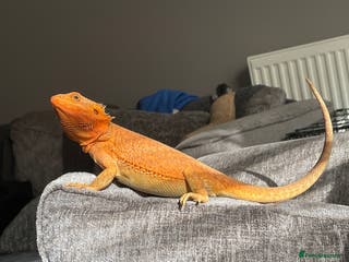 Bearded Dragon reptiles Bearded dragon for sale - Advert 14