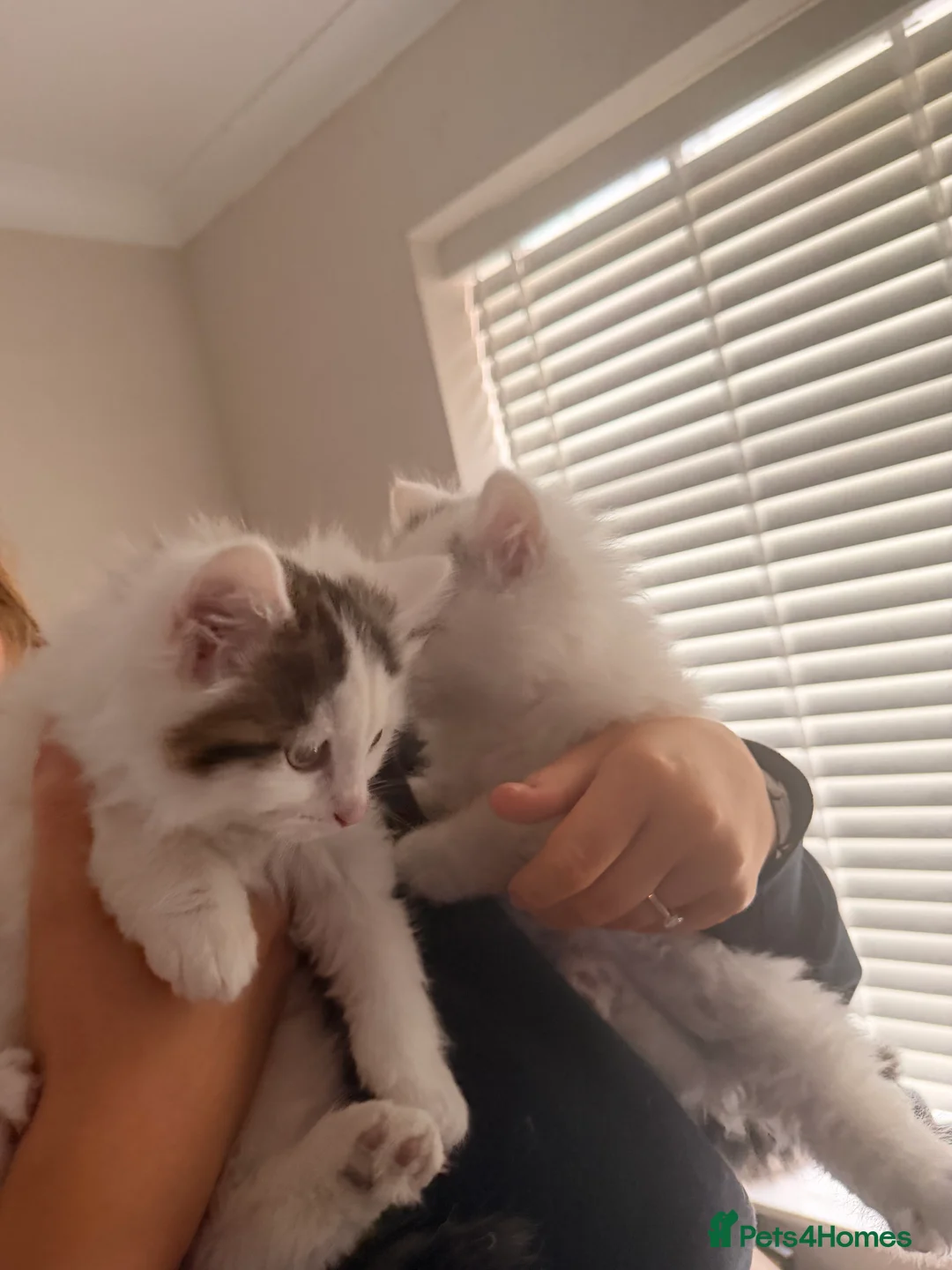 Mixed Breed cats for sale: 1 boy and 1 girl kitten 8 weeks old - Advert 5