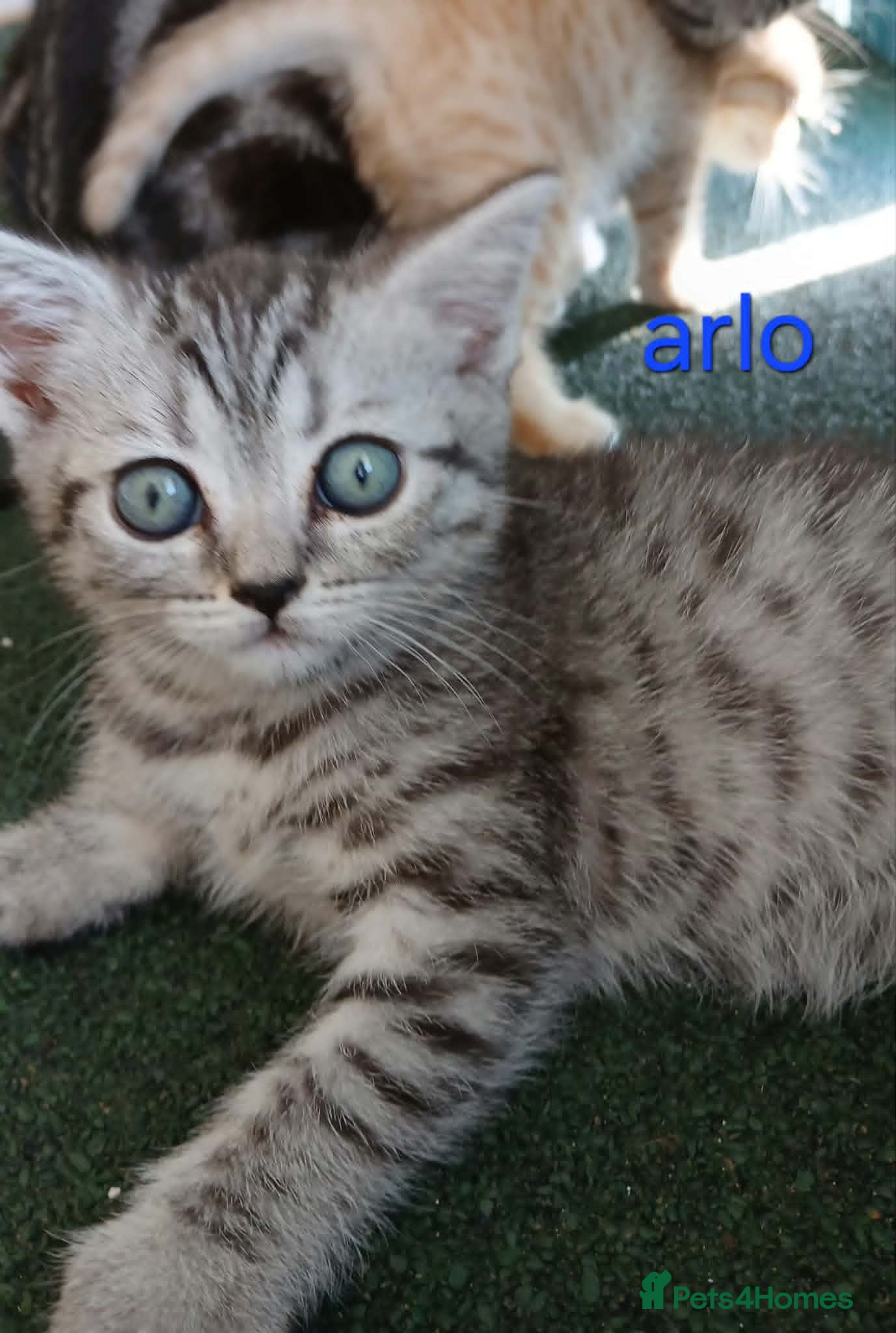British Shorthair cats Bsh X Scotish stright kittens. - Advert 17