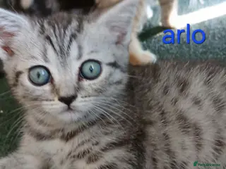 British Shorthair cats Bsh X Scotish stright kittens. - Advert 17