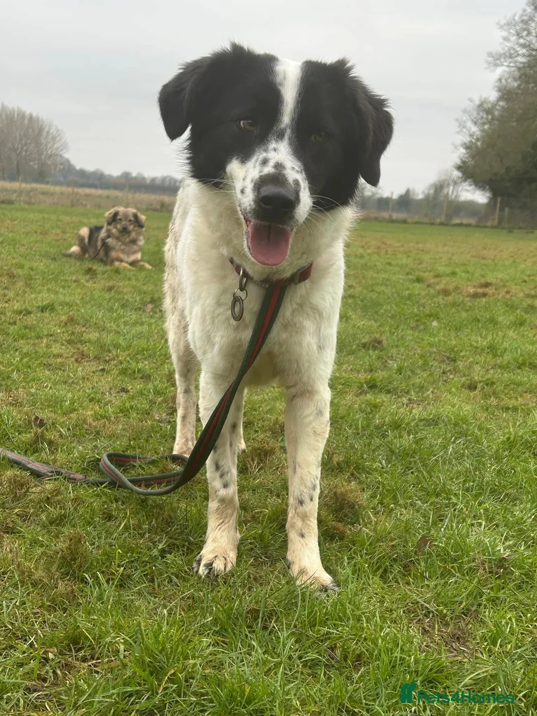 Mixed Breed dogs for adoption: Magpie - Norwich Norfolk  in Norwich - Advert 4