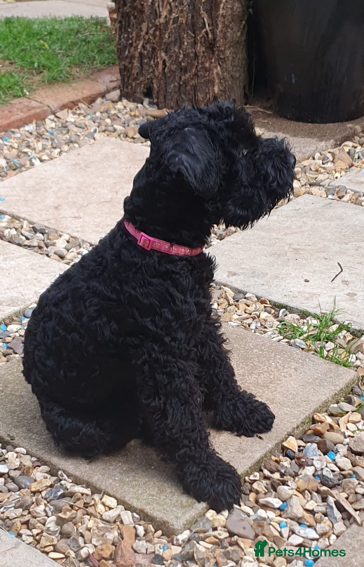 Kerry Blue Terrier dogs Kc kerry blue terrier puppies - Advert 5