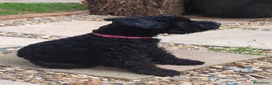 Kerry Blue Terrier 2