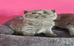 British Shorthair cats for sale: Stunning Teddy bear BSH kittens  GCCF  - Image 16
