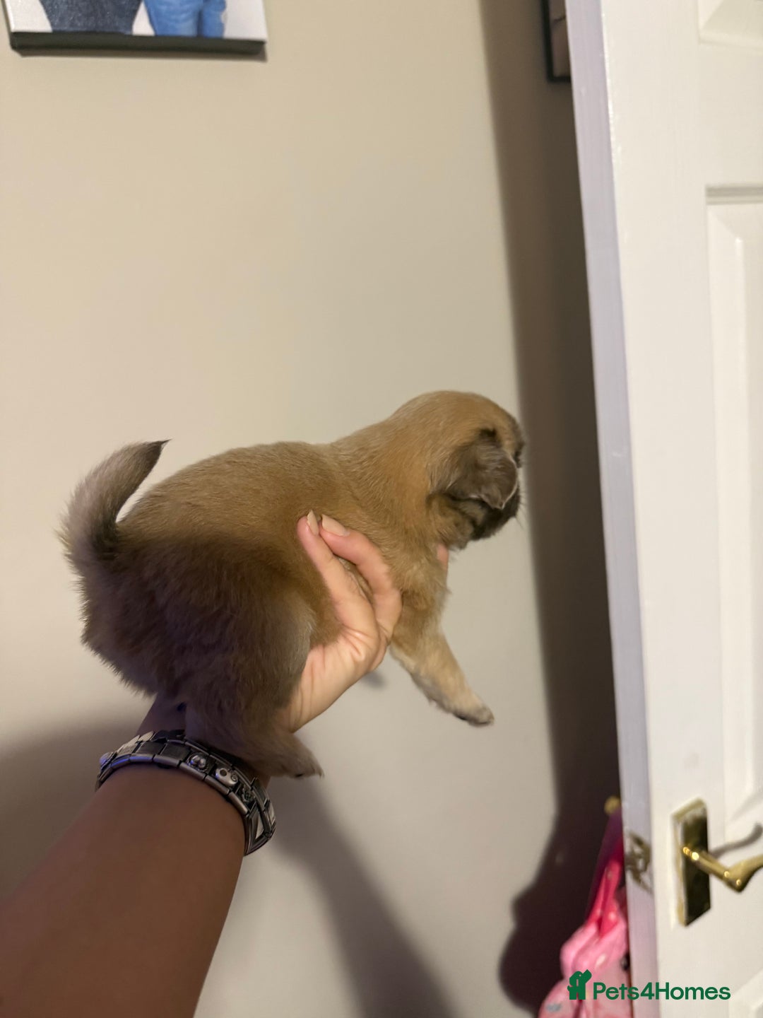 Pug dogs for sale: fluffy pug puppies  - Advert 13