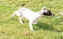 Italian Greyhound dogs for sale: Italian greyhound  - Image 20